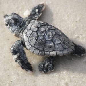 Alligator Point - Learn About Alligator Point on The Forgotten Coast