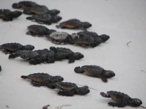 ウミガメの家族は水に向かって行く