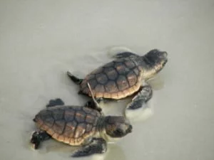 水に向かっている二匹の赤ちゃんウミガメ