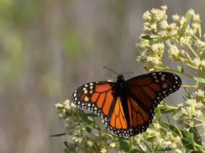 Butterfly resting on some flowers in Florida's Forgotten Coast