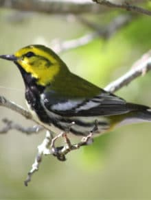 Little bird in Alligator Point