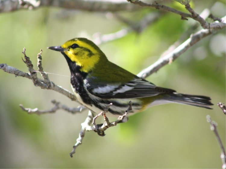 Little bird in Alligator Point