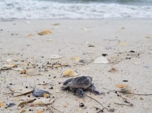hatchling loggerhead makes its way to the water
