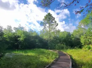 scipio creek boardwalk in Apalachicola