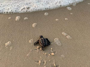 Baby sea turtle on it's way to water