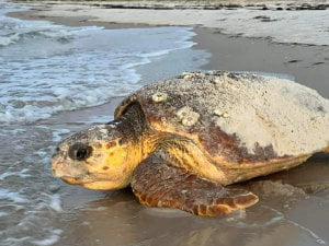 Sea turtle on St. George Island